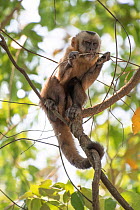 Guianan brown capuchin (Sapajus apella) chewing on branch, Pampas del Yacuma Protected Area, Bolivia