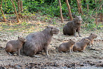 Capybara (Hydrochaeris hydrochaeris) family on riverbank, Pampas del Yacuma Protected Area, Bolivia
