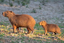 Capybara (Hydrochaeris hydrochaeris), Municipal protected area of Pampas del Yacuma, Bolivia