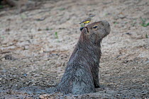 Capybara (Hydrochaeris hydrochaeris), mudbathing, and Tropical KIngbird ( Tyrannus melancholicus) Pampas del Yacuma Protected Area, Bolivia
