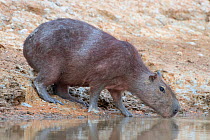 Capybara (Hydrochaeris hydrochaeris), approaching water, Pampas del Yacuma Protected Area, Bolivia