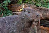 Capybara (Hydrochaeris hydrochaeris), and Tropical KIngbird ( Tyrannus melancholicus) Pampas del Yacuma Protected Area, Bolivia