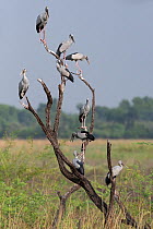 Asian openbill ( Anastomus oscitans) group perched on branch, Keoladeo NP, Bharatpur, India