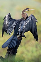 Darter ( Anhinga melanogaster) drying wings, Keoladeo NP, Bharatpur, India