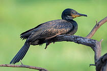 Indian cormorant (Phalacrocorax fuscicollis) Keoladeo NP, Bharatpur, India