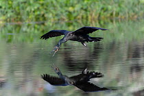 Indian cormorant (Phalacrocorax fuscicollis) flying close to the water surface intending to dip water and bringing it to the chicks in its nest, Keoladeo NP, Bharatpur, India