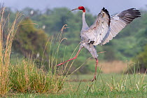 Sarus crane (Grus antigone), male displaying, Keoladeo NP, Bharatpur, India