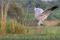 Sarus crane (Grus antigone), male displaying, Keoladeo NP, Bharatpur, India