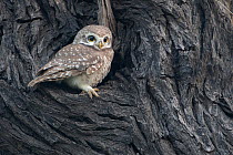 Spotted owlet ( Athena brama), Keoladeo NP, Bharatpur, India