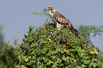 Oriental honey-buzzard (Pernis ptilohyncus), juvenile, Keoladeo NP, Bharatpur, India