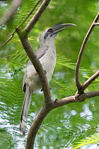 Indian Grey Hornbill (Ocyceros birostris), Keoladeo NP, Bharatpur, India