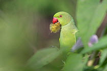 Rose-ringed parakeet (Psittacula krameri), eating wild fruit, Keoladeo NP, Bharatpur, India