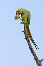 Rose-ringed parakeet, (Psittacula krameri), male, perched eating wild fruit, Keoladeo National Park, Bharatpur, India