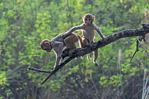 Rhesus macaque (Macaca mulatta), juveniles playing in tree, Keoladeo NP, Bharatpur, India
