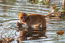 Rhesus macaque (Macaca mulatta), juvenile, crossing shallow water hole in search of edible plants or roots, Keoladeo NP, Bharatpur, India