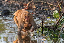 Rhesus macaque, (Macaca mulatta), female and juvenile, crossing shallow water hole in search of edible plants or roots, Keoladeo National Park, Bharatpur, India