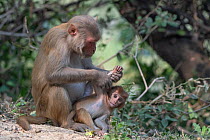 Rhesus macaque (Macaca mulatta), female grooming juvenile, Keoladeo NP, Bharatpur, India