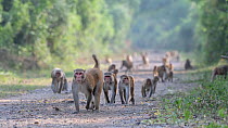 Rhesus macaque (Macaca mulatta), large group on the move, Keoladeo NP, Bharatpur, India