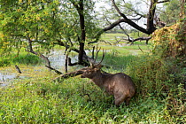 Sambar deer (Cervus unicolor), male, Keoladeo NP, Bharatpur, India