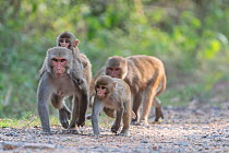 Rhesus macaque (Macaca mulatta), mixed group of female and juveniles, walking along a track, Keoladeo National Park, Bharatpur, India