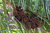 Short-nosed fruit bat, (Cynopterus sphinx), sheltering under leaves, Keoladeo National Park, Bharatpur, India
