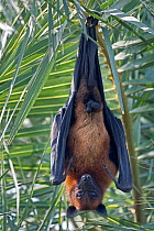Indian Flying Fox (Pteropus giganticus) male roosting in tree, Keoladeo NP, Bharatpur, India