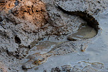 Spectacled caiman ( Caiman crocodilis) on mudbank, Pampas del Yacuma Protected Area, Bolivia