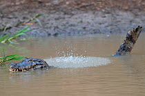 Spectacled caiman ( Caiman crocodilis), mating display in which the male produces low sounds at a frequency which disturbs the water, Pampas del Yacuma Protected Area, Bolivia