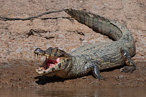Spectacled caiman, (Caiman crocodilus), basking by river, Municipal protected area of Pampas del Yacuma, Bolivia