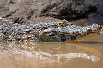 Spectacled caiman ( Caiman crocodilis), Pampas del Yacuma Protected Area, Bolivia
