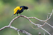 Yellow-rumped cacique (Cacicus cela) calling, Madidi NP, Bolivia
