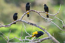 Yellow-rumped cacique (Cacicus cela), group of four perched, MadidiNP, Bolivia