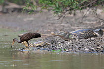 Limpkin (Aramaus guarauna), in viscinity of caimans, Pampas del Yacuma Protected Area, Bolivia