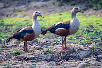 Orinoco goose (Oressochen jubatus), Pampas del Yacuma Protected Area, Bolivia