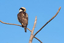Laughing Falcon (Herpetotheres cachinnans), Pampas del Yacuma Protected Area, Bolivia