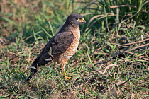 Roadside hawk (Rupornis magnirostris), between Rurrenabaque and Sancta Rosa, Bolivia