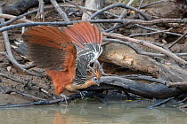 Hoatzin, (Opisthocomus hoazin), perched by water, Municipal protected area of Pampas del Yacuma, Bolivia