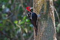 Crimson-crested Woodpecker (Campephilus melanoleucos), male, Pampas del Yacuma Protected Area, Bolivia