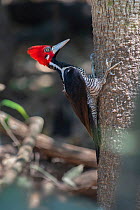 Crimson-crested Woodpecker (Campephilus melanoleucos), male, perched on trunk, Municipal protected area of Pampas del Yacuma, Bolivia