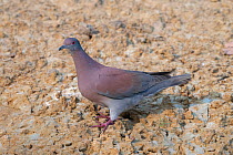 Pale-vented pigeon (Patagioenas plumbea), on ground, Municipal protected area of Pampas del Yacuma, Bolivia