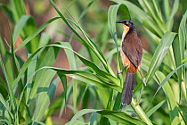 Black-capped donacobius (Donacobius atricapilla) perched on two reeds, Municipal protected area of Pampas del Yacuma, Bolivia.