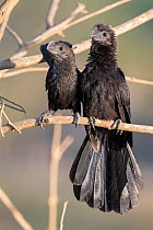 Smooth-billed ani (Crotophaga ani) two perched on branch, Rurenabaque, Bolivia