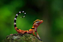 Langkawi Island Bent-toed gecko (Cyrtodactylus langkawiensis) hatchling, from Mt Raya on Langkawi Island, Malaysia. Wet Season.