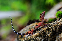 Langkawi Island bent-toed gecko (Cyrtodactylus langkawiensis) from Mt Raya on Langkawi Island, Malaysia. Wet season. Endemic.