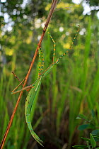 Goliath Stick Insect (Eurycnema goliath) female, walking up grass sward near Cooktown, Queensland, Australia, wet season.
