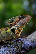 Boyd&#39;s forest dragon (Lophosaurus boydii) male, Mossman Gorge in NE Queensland, Australia. Summer.