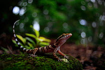 Coastal ring-tailed gecko (Cyrtodactylus tuberculatus) from Black Mountain near Cooktown in far north Queensland, Australia.