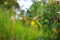 Goliath Stick Insect (Eurycnema goliath) adult female camouflaged, Cooktown, Far North Qld, Australia. Wet Season.