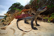 Heath monitor lizard (Varanus rosenbergi) male patrolling a coastal bluff, Baudin Beach on Kangaroo Island, South Australia.