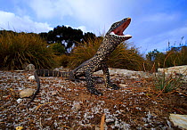 Heath monitor lizard (Varanus rosenbergi) in threat display responding to a perceived threat. Baudin Beach, Kangaroo Island, South Australia.